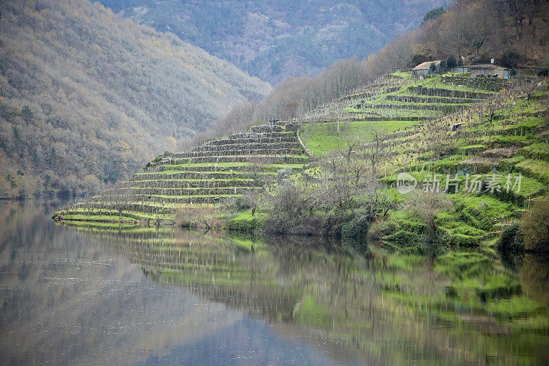 位于Ribeira Sacra河畔Miño的梯田葡萄园。